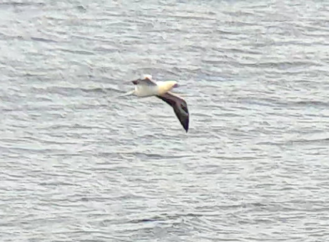 Red-footed Booby (Indopacific) - Nick Hart