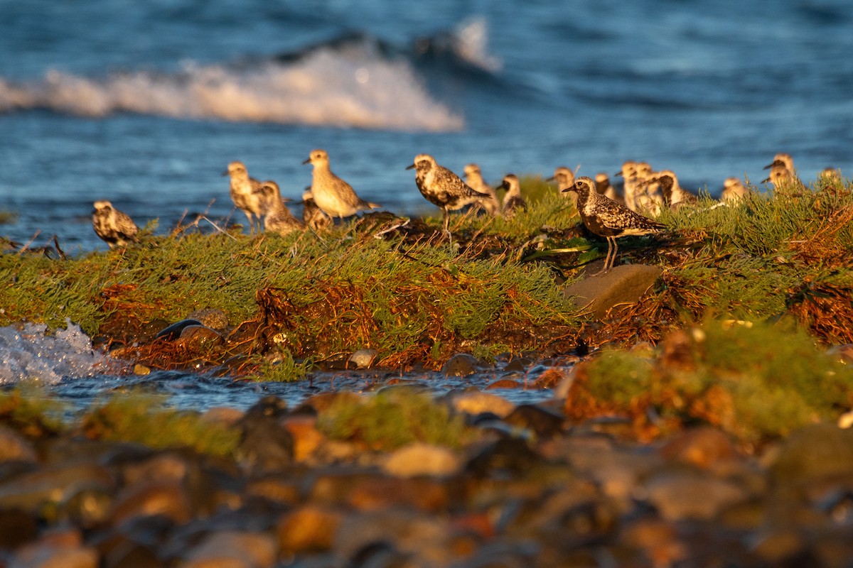 Black-bellied Plover - ML608381798