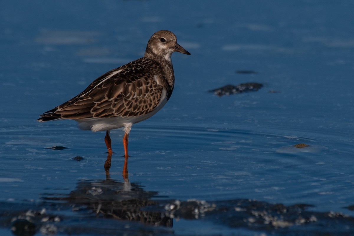 Ruddy Turnstone - ML608381801