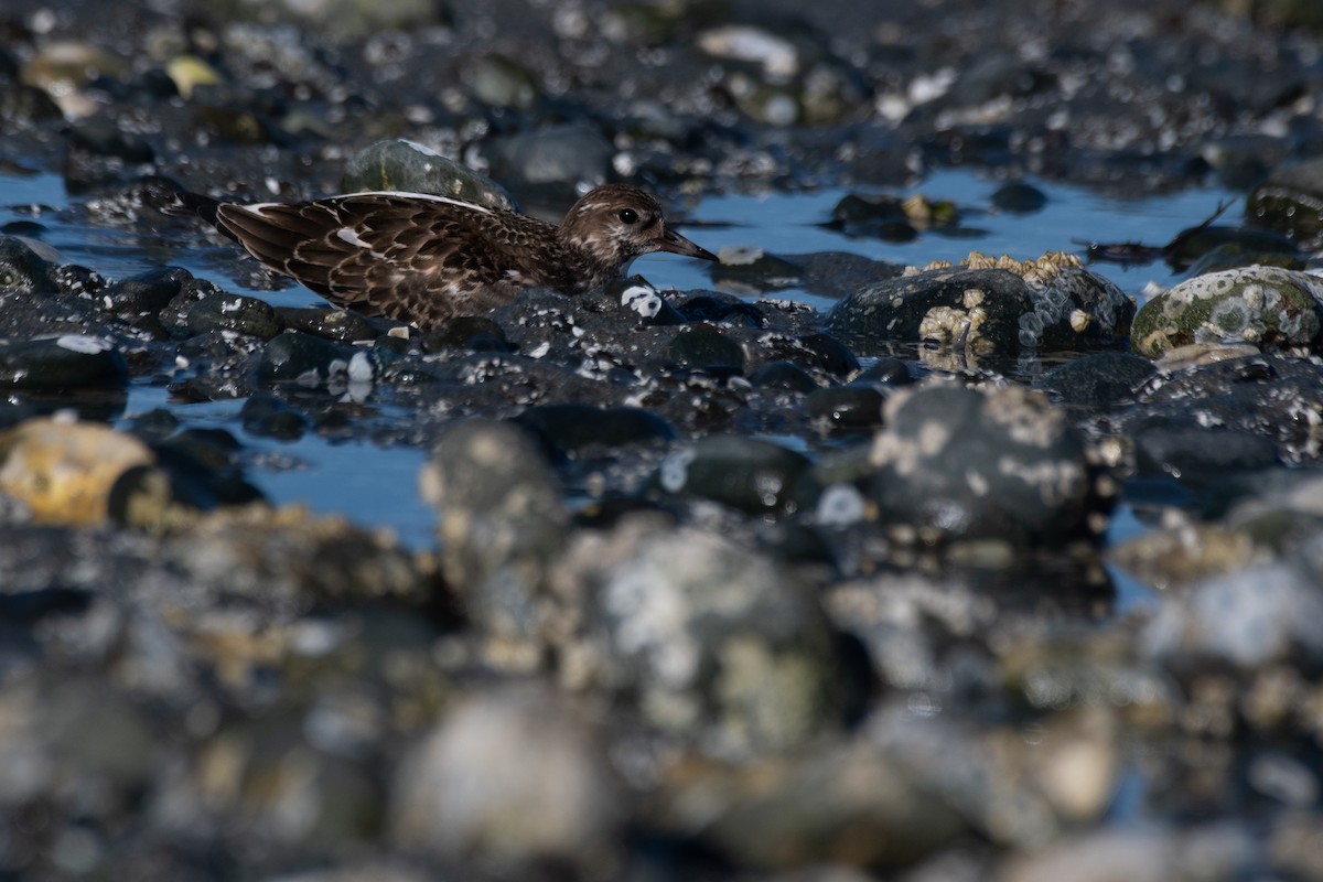 Ruddy Turnstone - ML608381802