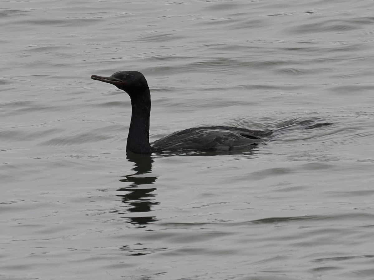 Pelagic Cormorant - ML608381836