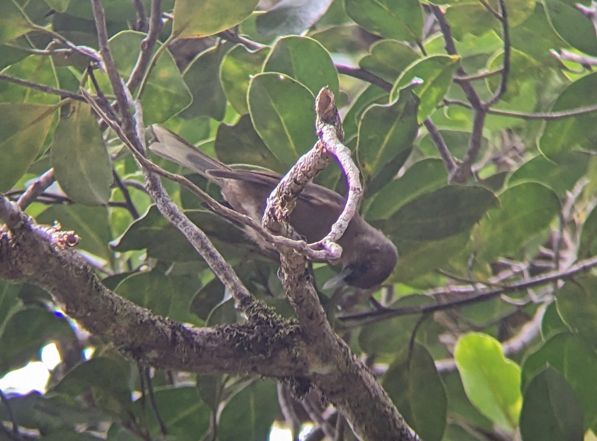 Southern Shrikebill - ML608381881