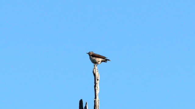 White-fronted Chat - ML608381930