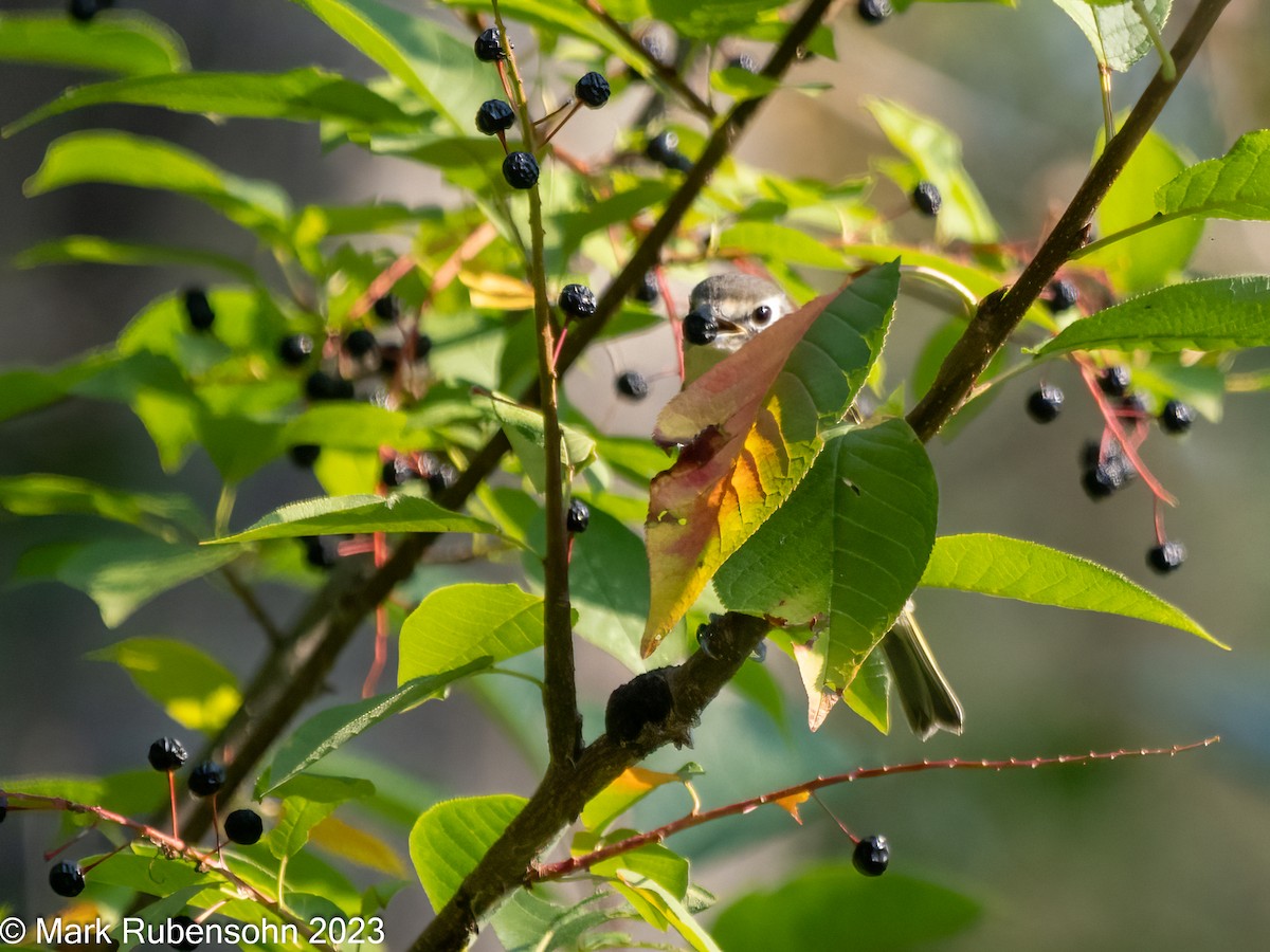 Blue-headed Vireo - Mark Rubensohn