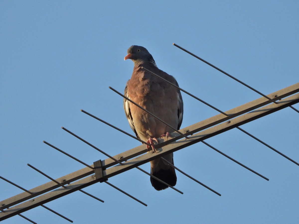 Common Wood-Pigeon - ML608381938