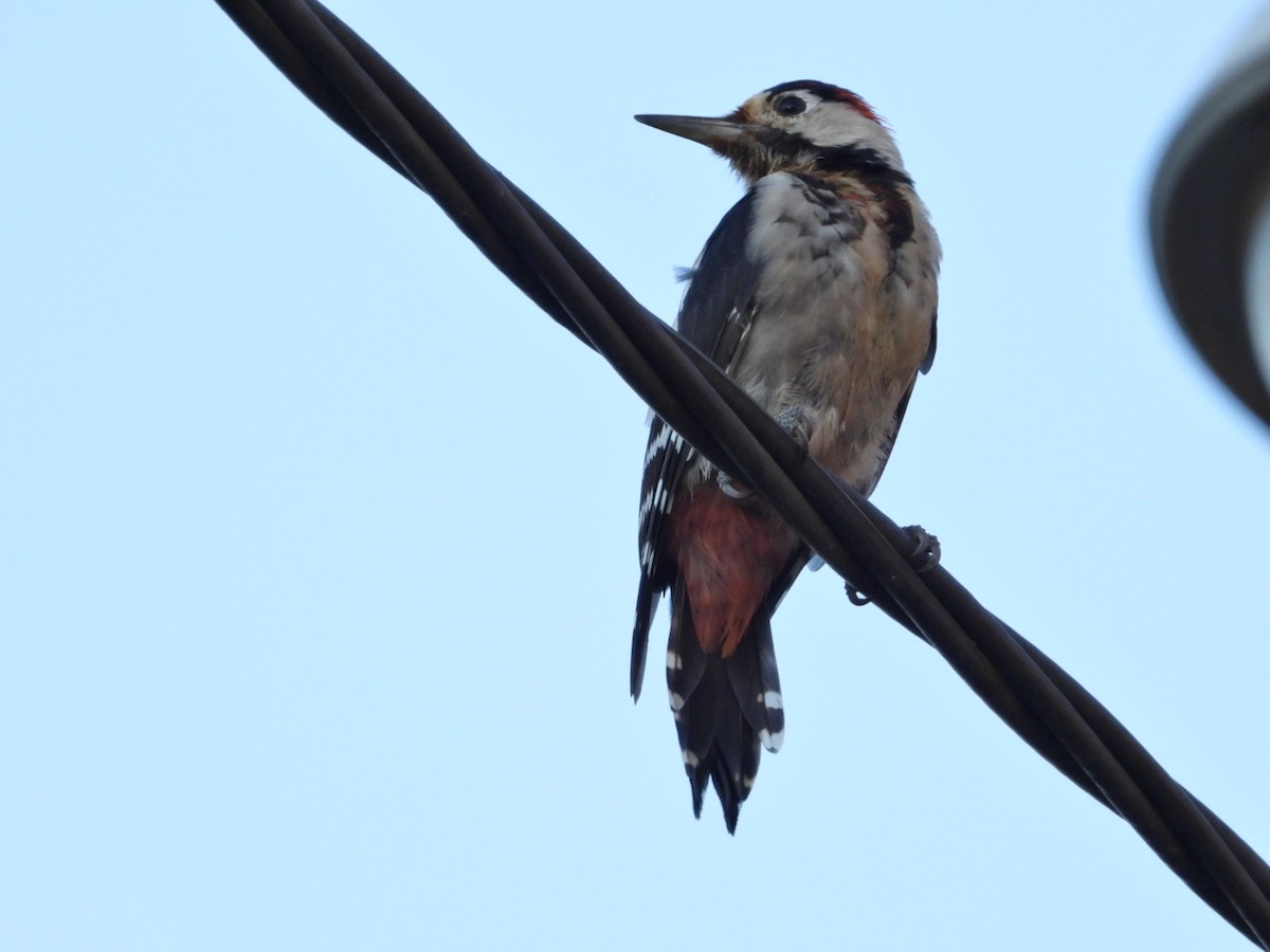 Syrian Woodpecker - ML608381948