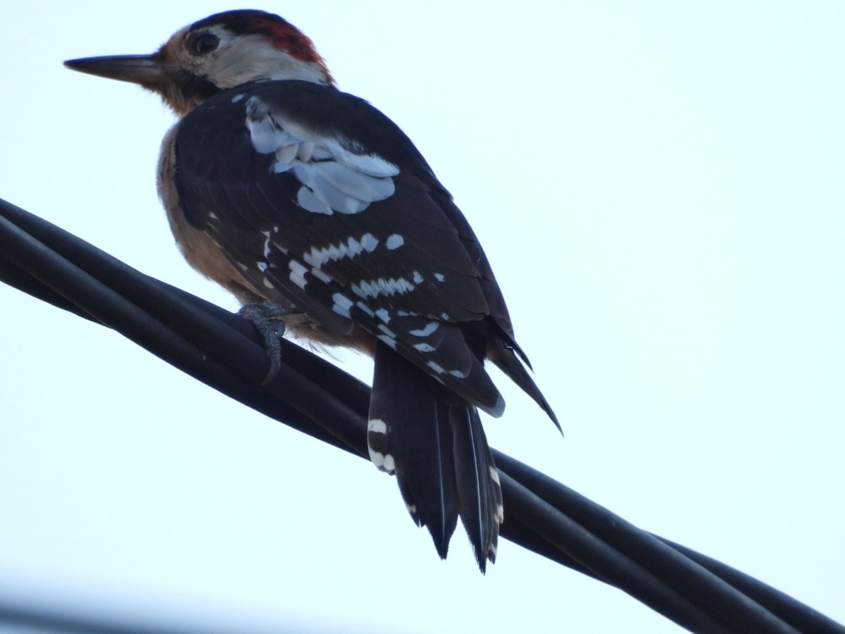 Syrian Woodpecker - ML608381949