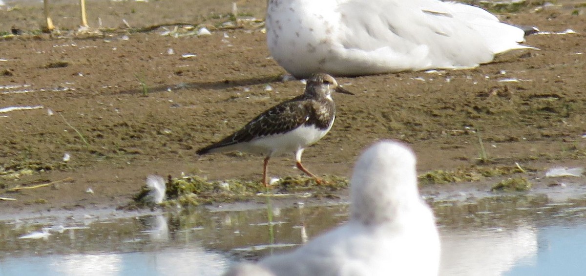 Ruddy Turnstone - ML608382079