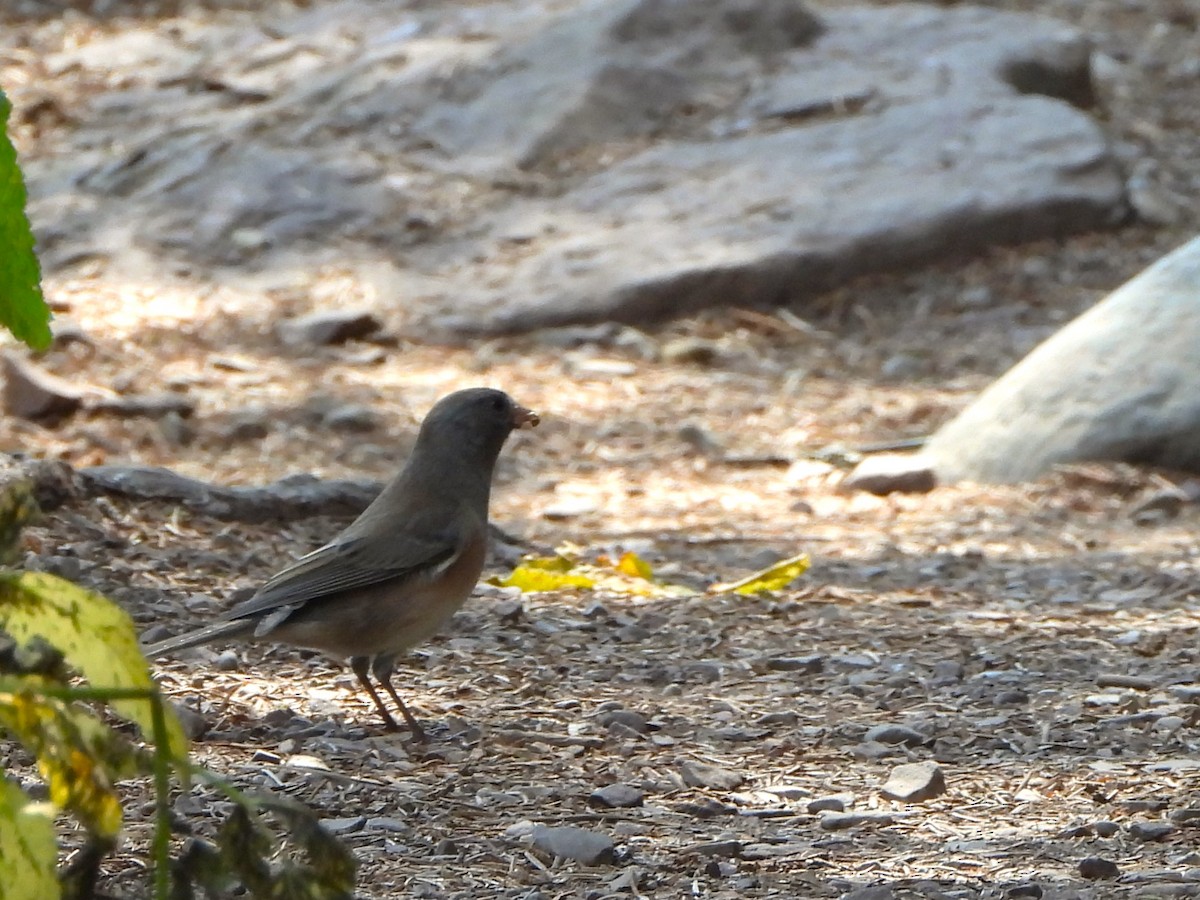 Dark-eyed Junco - Kimberly Berry