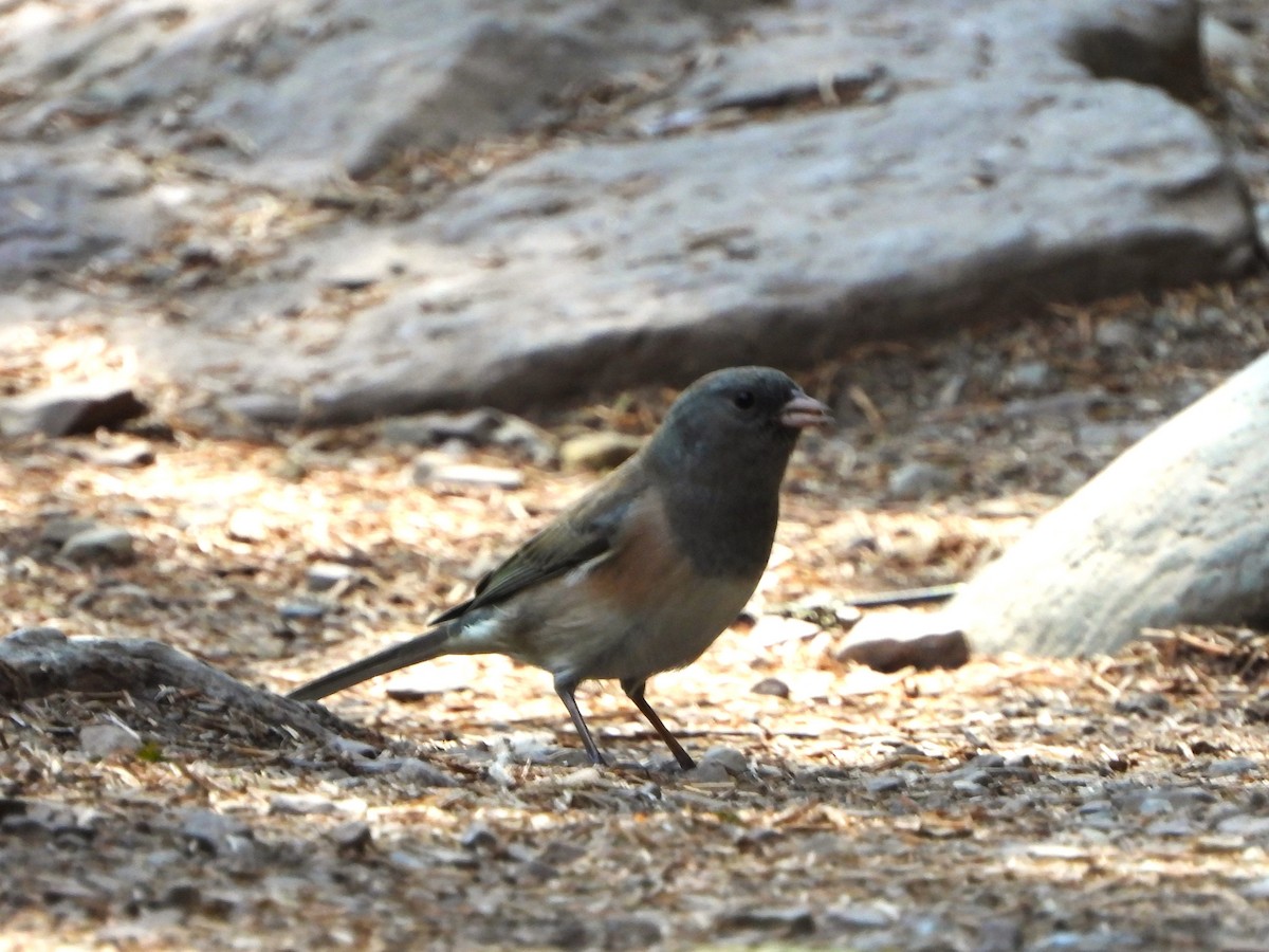 Dark-eyed Junco - Kimberly Berry