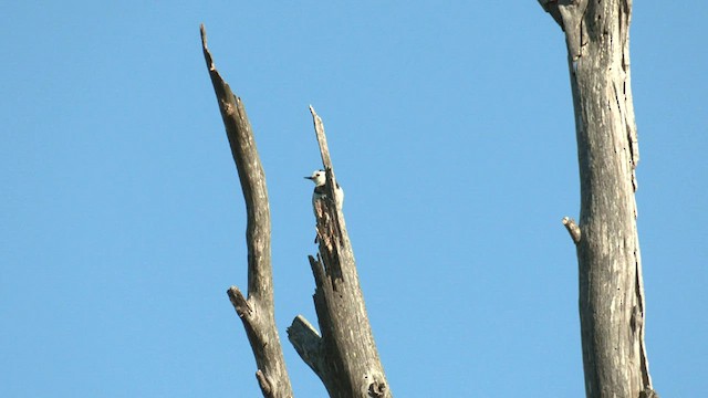 White-fronted Chat - ML608382238