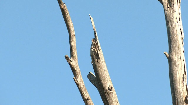 White-fronted Chat - ML608382300