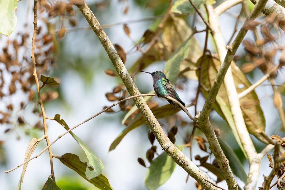 Sapphire-throated Hummingbird - Steve Popple