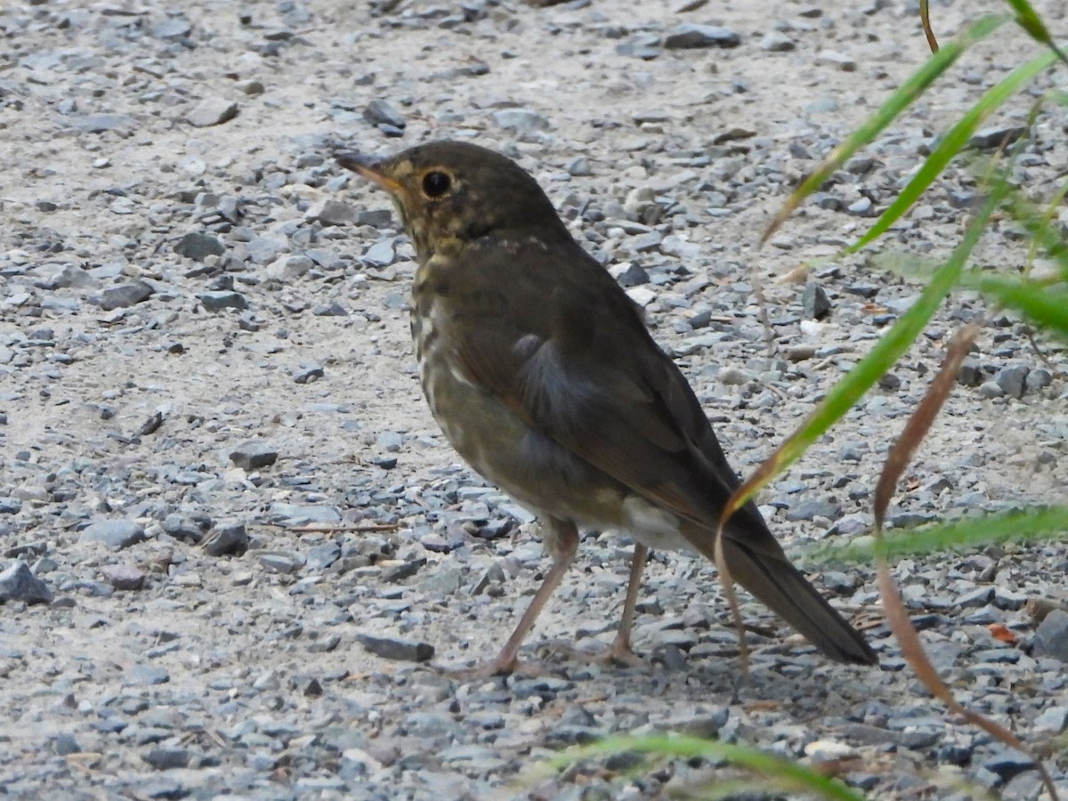 Swainson's Thrush - Kimberly Berry