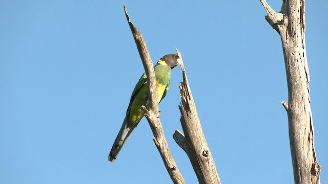 Воротничковый попугай (zonarius) - ML608382391