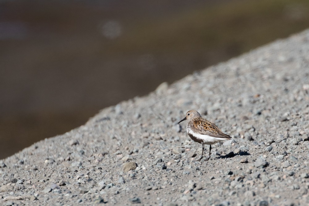 Dunlin - ML608382396