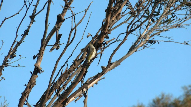 Yellow-plumed Honeyeater - ML608382450