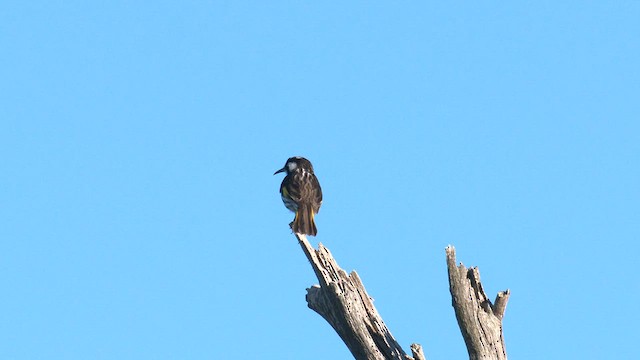 New Holland Honeyeater - ML608382683