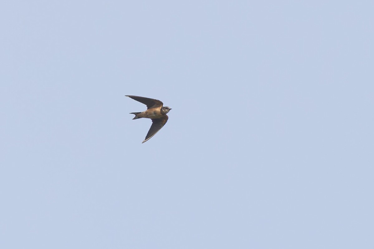 Purple Martin - ML608382743