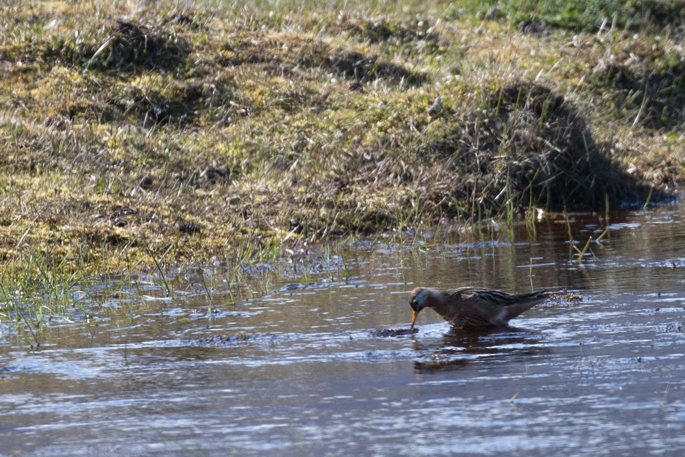 Phalarope à bec large - ML608382747