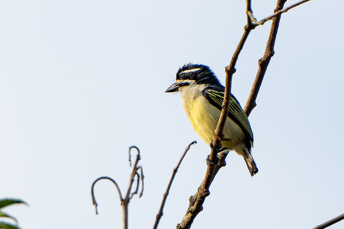 Yellow-throated Tinkerbird - ML608382761