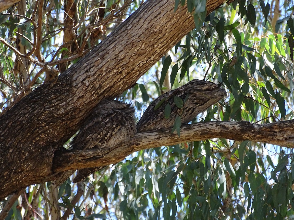 Tawny Frogmouth - Robert Morison and Joyce Ives