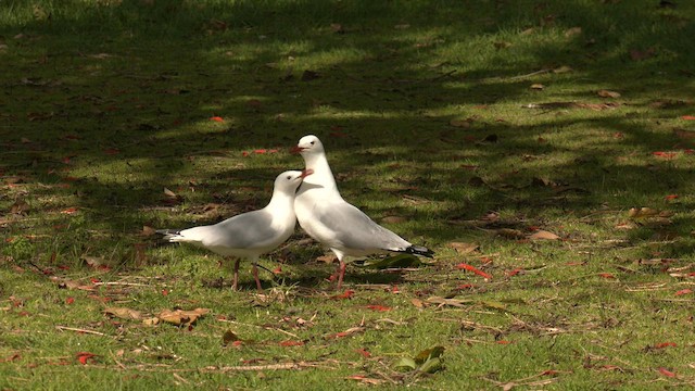 Gaviota Plateada (australiana) - ML608382859