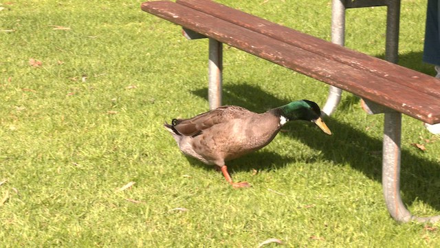 Mallard (Domestic type) - ML608382882