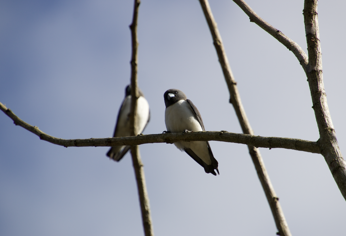 White-breasted Woodswallow - ML608382891