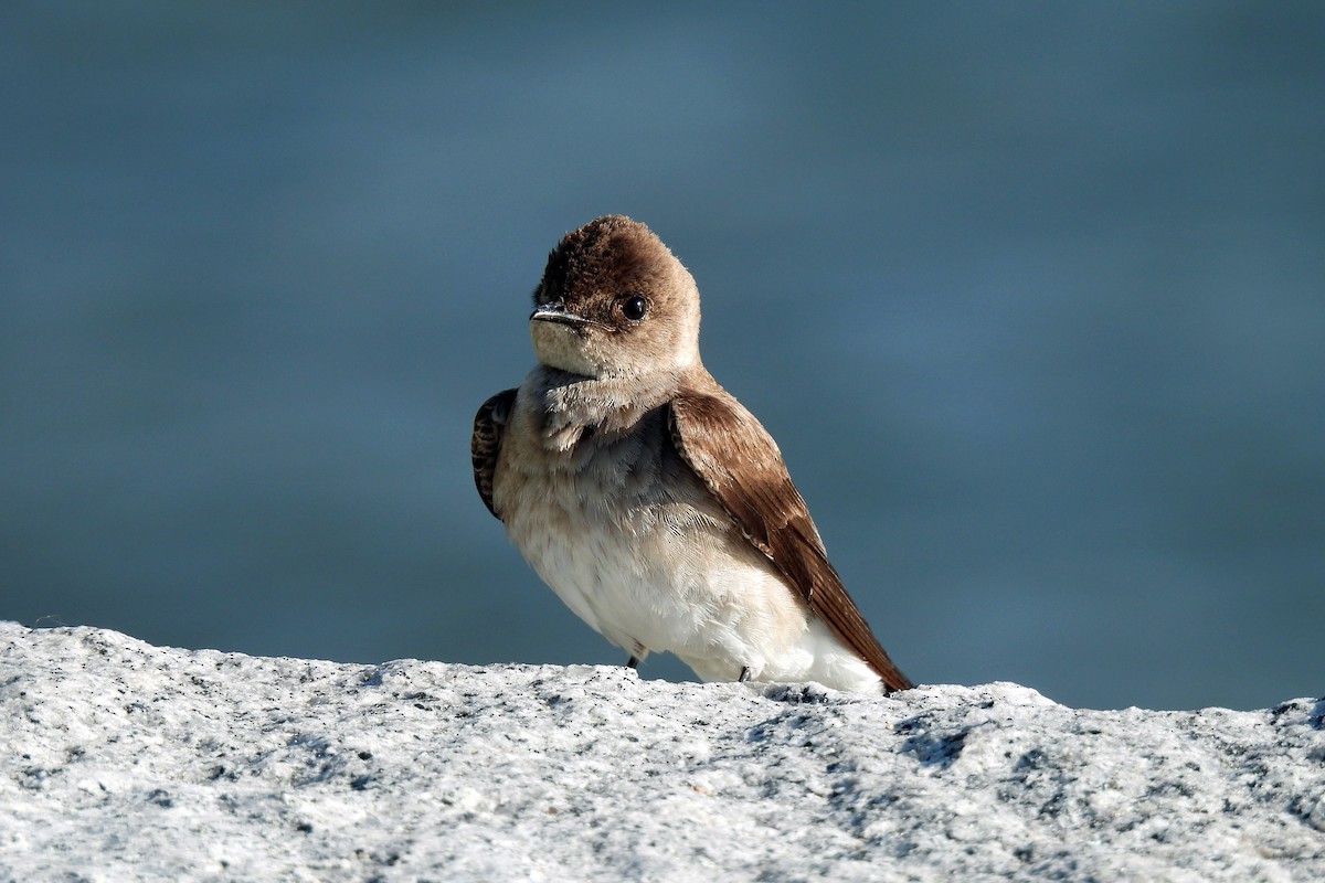 Northern Rough-winged Swallow - ML608382910