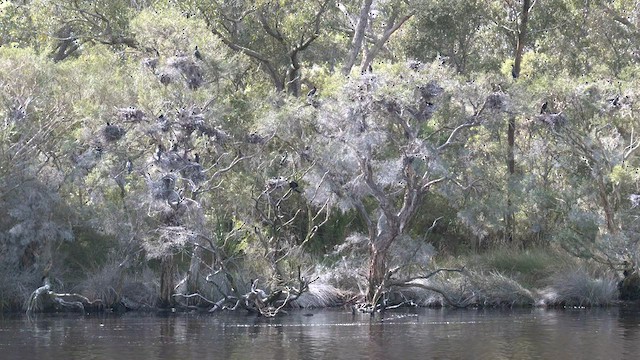 Little Black Cormorant - ML608382918