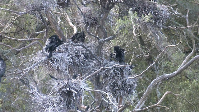 Little Black Cormorant - ML608382919