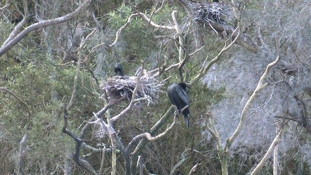 Little Black Cormorant - ML608382920