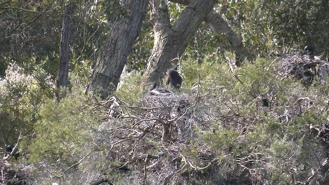 Cormorán Totinegro - ML608382922