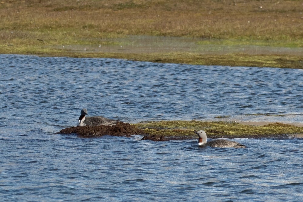 Red-throated Loon - ML608382944