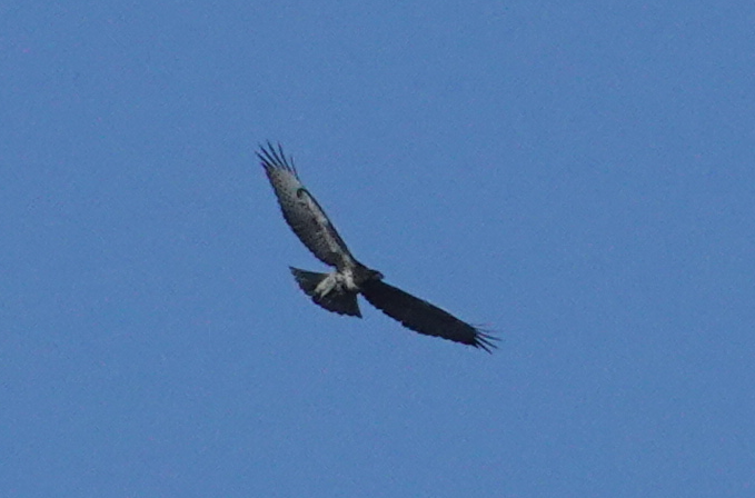 Red-tailed Hawk - Y Y