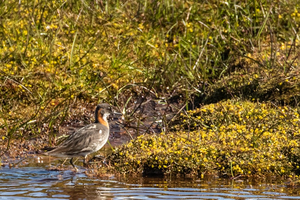 Red-necked Phalarope - Denis Corbeil