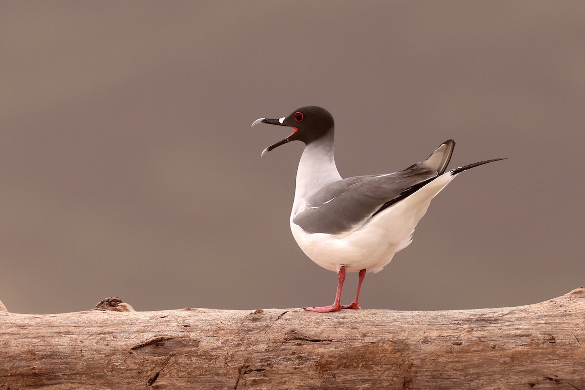 Gaviota Tijereta - ML608383062