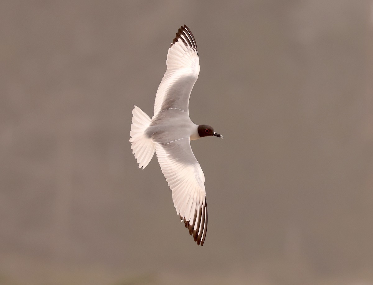 Gaviota Tijereta - ML608383063