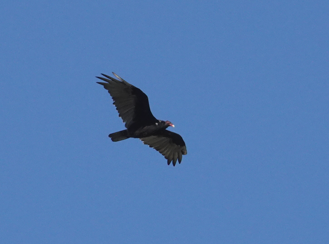 Turkey Vulture - ML608383082