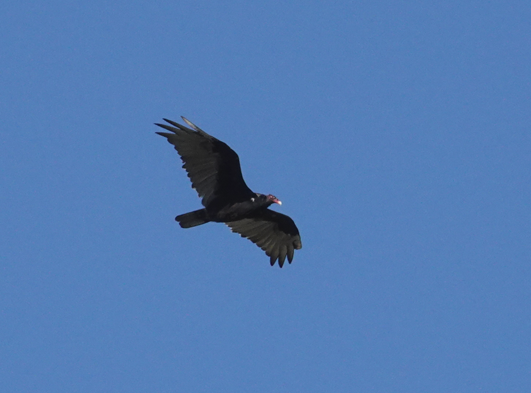 Turkey Vulture - Y Y