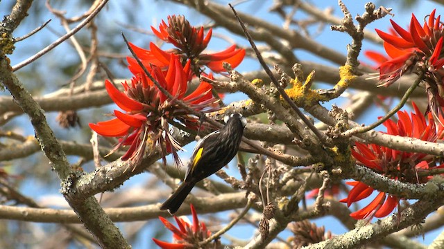 New Holland Honeyeater - ML608383095