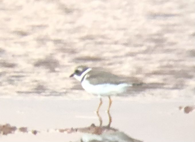 Semipalmated Plover - Adrian Burke