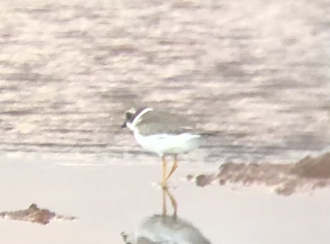 Semipalmated Plover - ML608383105