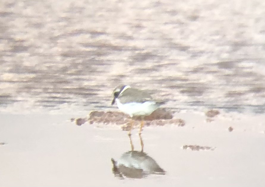 Semipalmated Plover - ML608383107