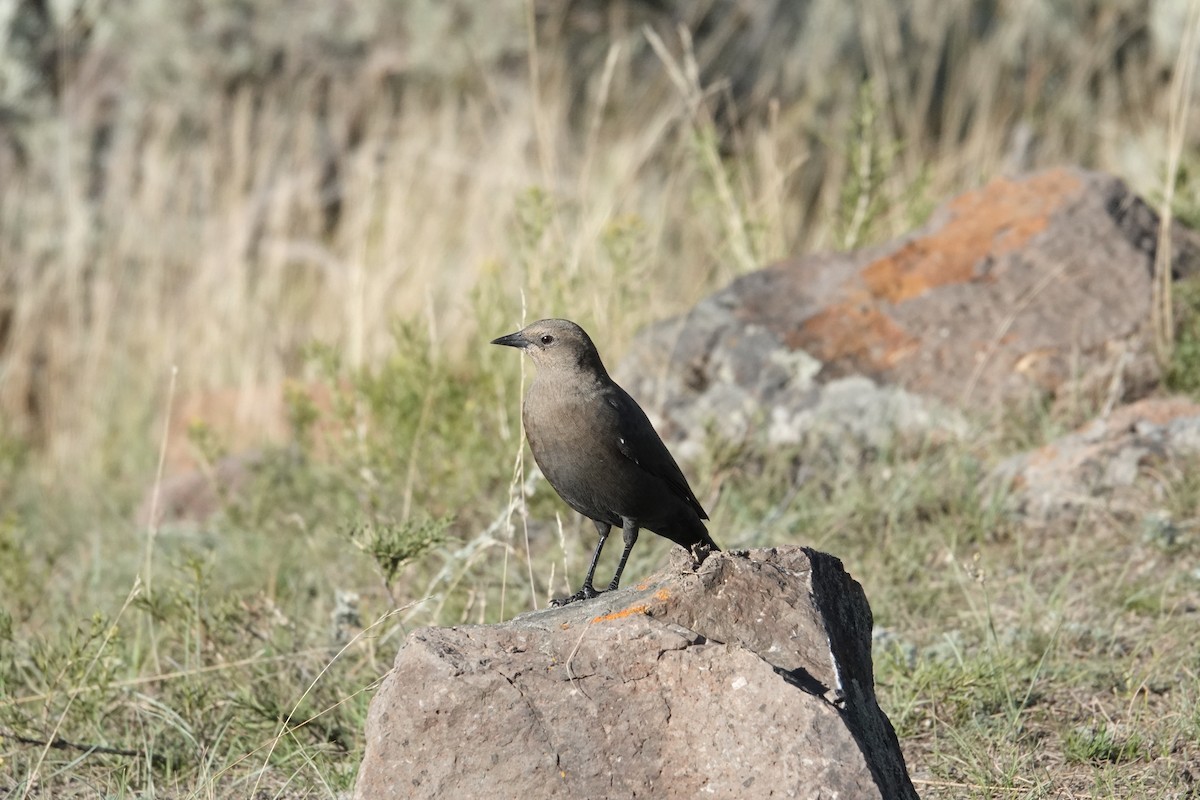 Brewer's Blackbird - Y Y