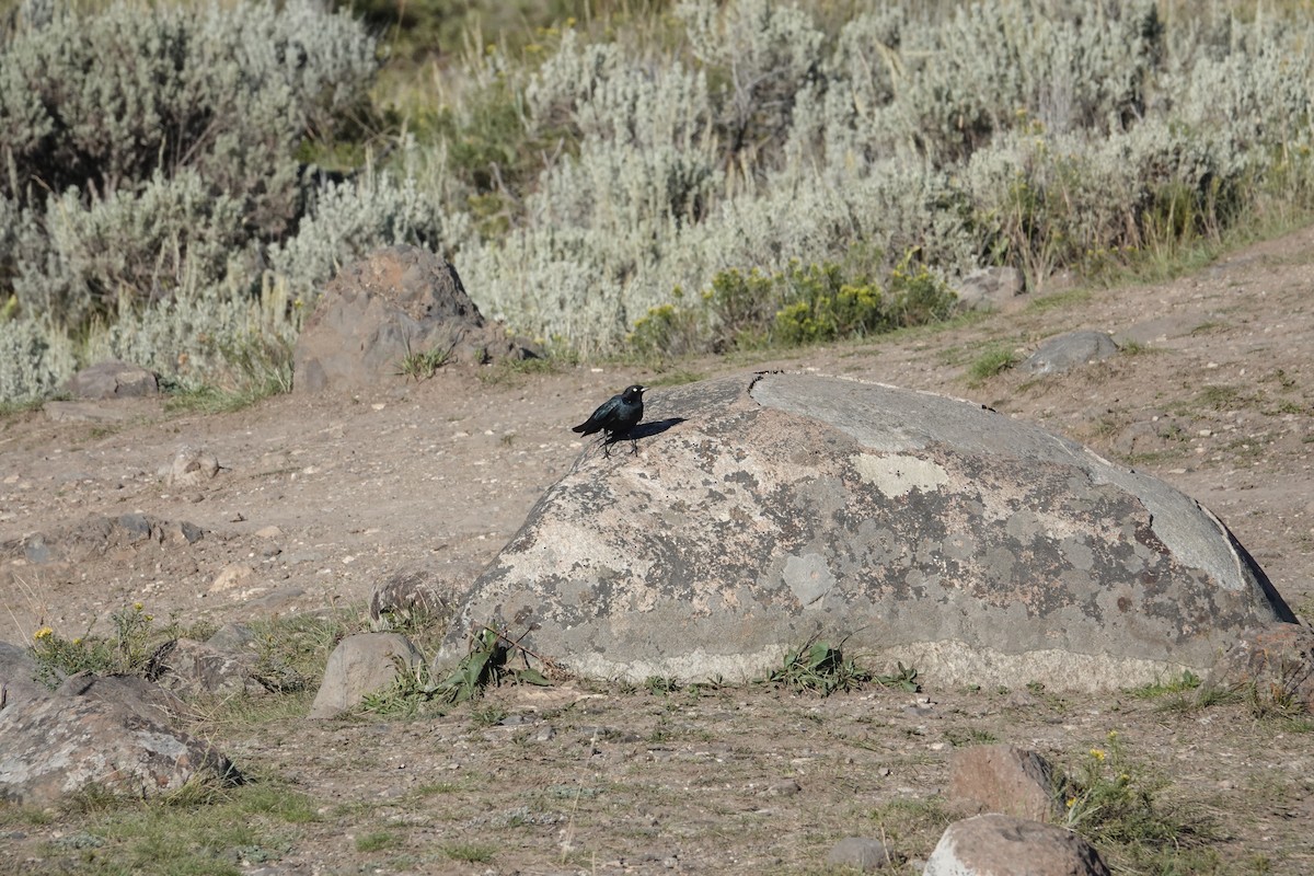 Brewer's Blackbird - Y Y