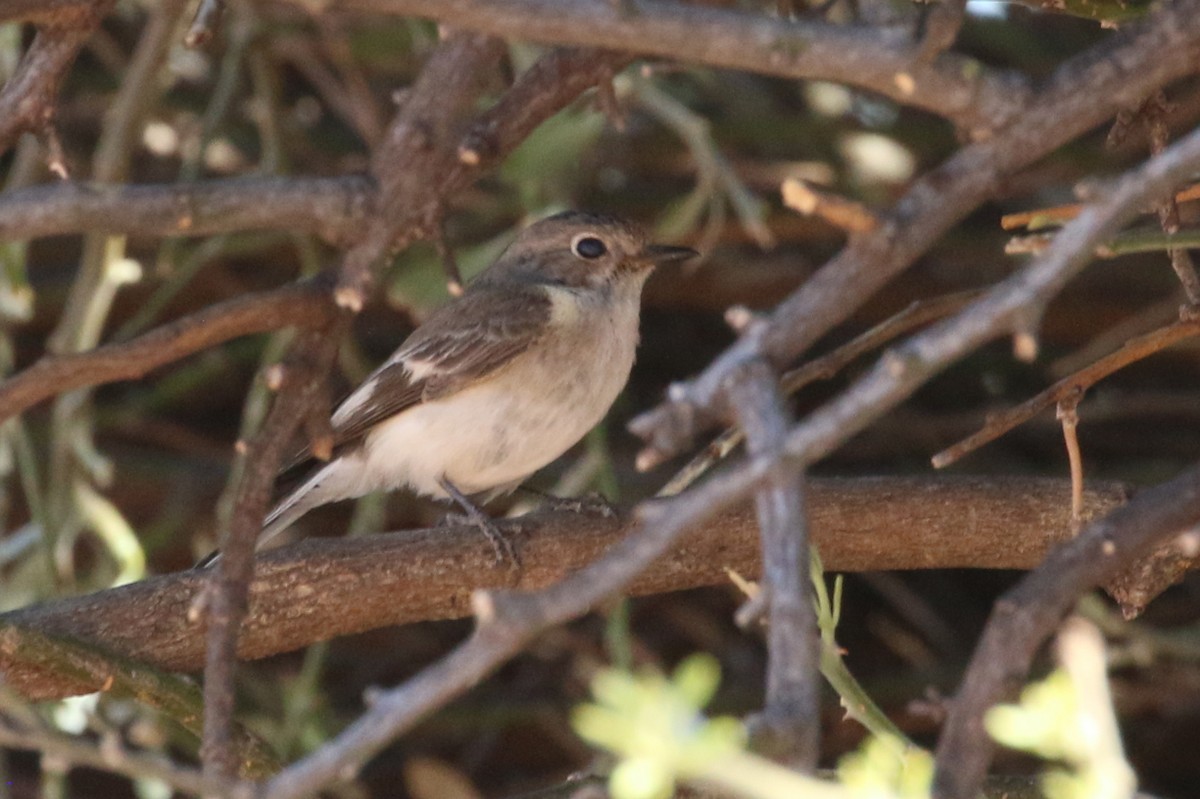 Red-capped Robin - ML608383148