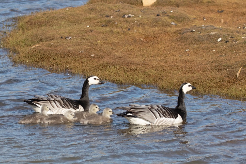 Barnacle Goose - ML608383164