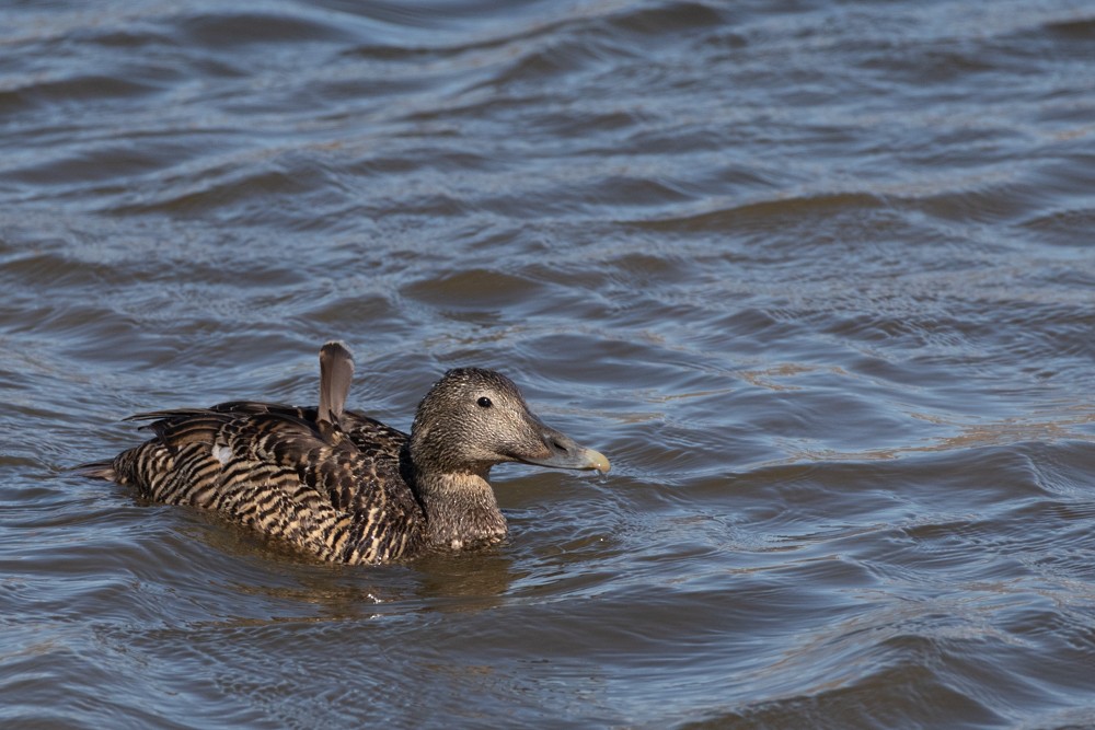 Common Eider - Denis Corbeil